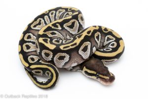 mojave ball python