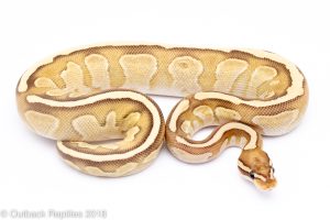 vanilla ghost mojave ball python