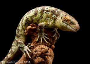 prehensile tail skink