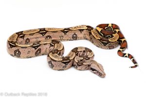 suriname red tail boa