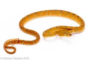 amazon tree boa