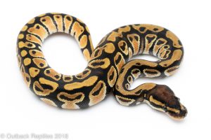 orange dream ball python