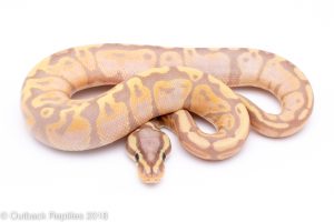 pastel banana ball python