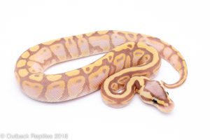 pastel banana ball python