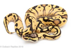 pastel enchi fire ball python