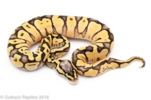 pastel enchi bongo