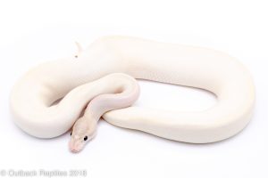 ivory ball python