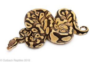 pastel phantom ball python