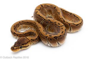 pinstripe ball python