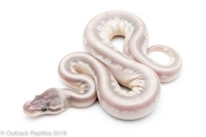 purple passion ball python