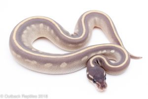 purple passion ball python