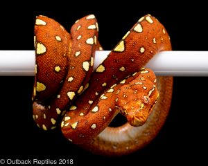 red biak green tree python