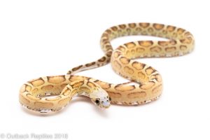 scaleless corn snake