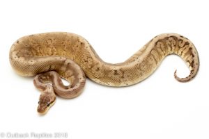 Silver cinder bee ball python