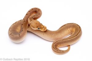 spinner clown ball python