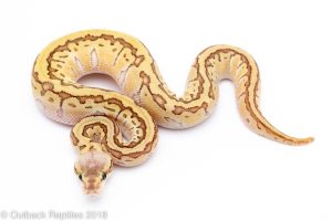 super emperor pinstripe ball python