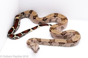 suriname red tail boa