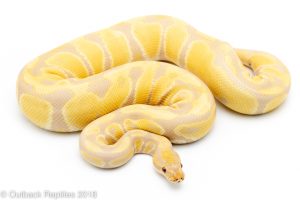 adult toffino candino ball python