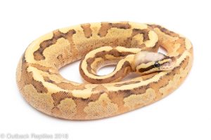 vanilla cream ball python