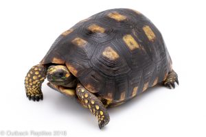 yellowfoot tortoise