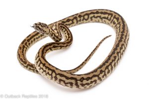 zebra carpet python