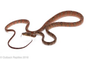 amazon tree boa