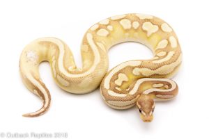 banana mojave calico ball python for sale