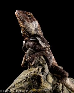 frilled lizard