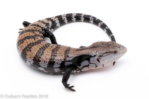 Halmahera blue tongue skink