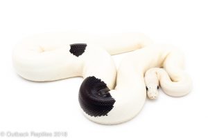 Panda pied ball python for sale