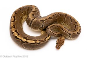 pinstripe yellowbelly ball python for sale