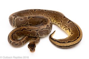 pinstripe yellowbelly ball python for sale