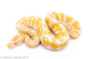 albino ball python for sale