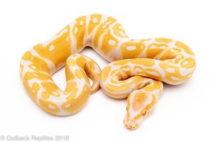 albino ball python for sale