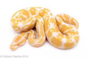 albino ball python for sale