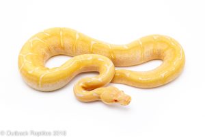 albino spider ball python for sale