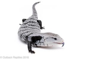 axanthic blue tongue skink