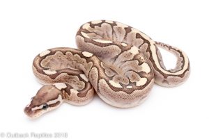 bamboo ball python for sale