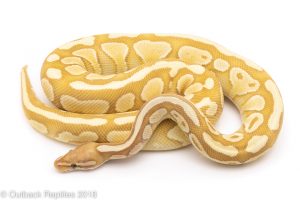 banana butter ball python for sale