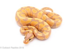 banana enchi ball python for sale