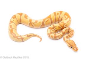 banana enchi ball python for sale