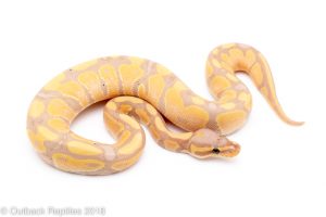 banana fire ball python for sale