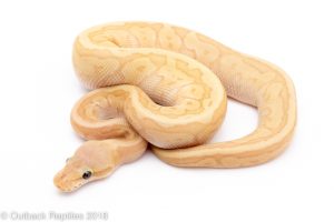 banana ball python for sale