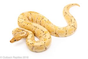 banana ball python for sale