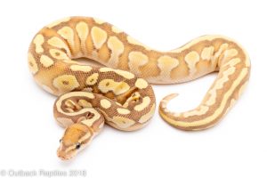 banana lesser ball python for sale