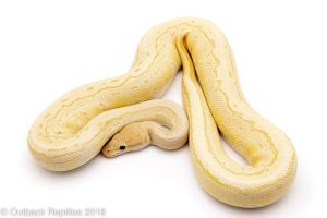 banana lesser pinstripe ball python for sale