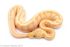 banana ball python for sale
