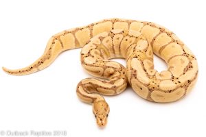 adult banana ball python for sale