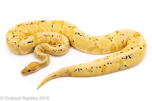 adult banana ball python for sale