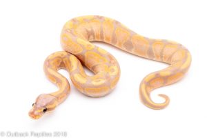 banana ball python for sale